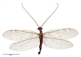 dobsonfly